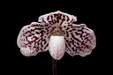 Paphiopedilum godefroyae