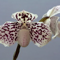 Paphiopedilum godefroyae