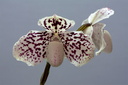 Paphiopedilum godefroyae