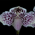 Paphiopedilum godefroyae