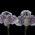 Paphiopedilum godefroyae