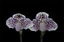 Paphiopedilum godefroyae