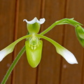 Paphiopedilum haynaldianum