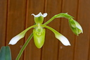 Paphiopedilum haynaldianum