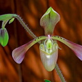 Paphiopedilum haynaldianum