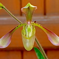 Paphiopedilum haynaldianum