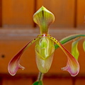 Paphiopedilum haynaldianum