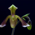 Paphiopedilum haynaldianum