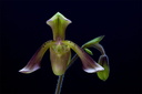 Paphiopedilum haynaldianum