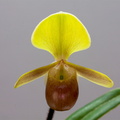 Paphiopedilum helenae