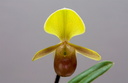 Paphiopedilum helenae