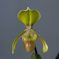 Paphiopedilum helenae