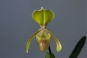 Paphiopedilum helenae