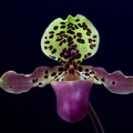 Paphiopedilum henryanum