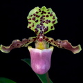 Paphiopedilum_henryanum2.jpg