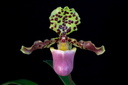 Paphiopedilum henryanum