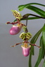 Paphiopedilum henryanum