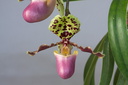 Paphiopedilum henryanum