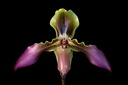 Paphiopedilum hirsutissimum var. esquirolii