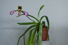 Paphiopedilum hirsutissimum var. esquirolii