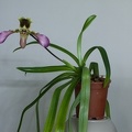 Paphiopedilum hirsutissimum var. esquirolii