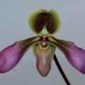 Paphiopedilum_hirsutissimum_esquirolii5.jpg