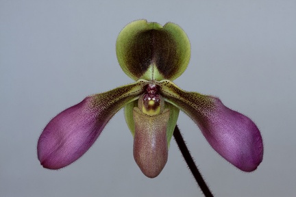 Paphiopedilum hirsutissimum var. esquirolii