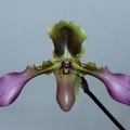 Paphiopedilum hirsutissimum var. esquirolii