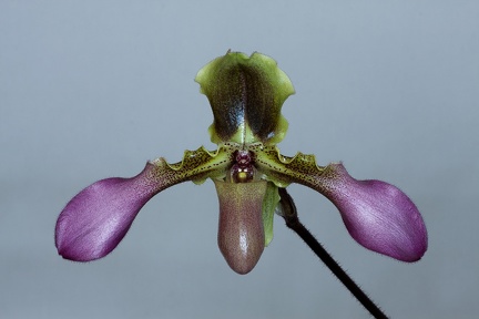 Paphiopedilum hirsutissimum var. esquirolii