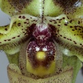 Paphiopedilum hirsutissimum var. esquirolii