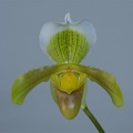 Paphiopedilum insigne