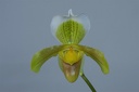 Paphiopedilum insigne