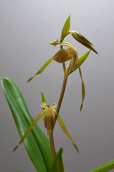 Paphiopedilum kolopakingii Fowlie Paphiopedilum_kolopakingii1.jpg
