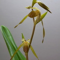 Paphiopedilum kolopakingii