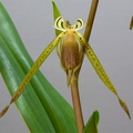 Paphiopedilum kolopakingii