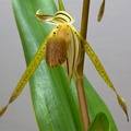 Paphiopedilum kolopakingii