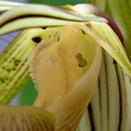 Paphiopedilum kolopakingii