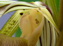 Paphiopedilum kolopakingii