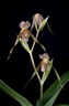 Paphiopedilum kolopakingii