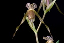 Paphiopedilum kolopakingii