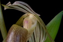 Paphiopedilum kolopakingii