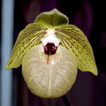 Paphiopedilum malipoense