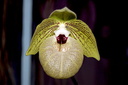 Paphiopedilum malipoense