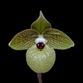 Paphiopedilum malipoense