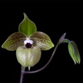 Paphiopedilum malipoense