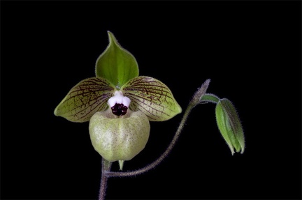 Paphiopedilum malipoense