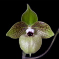 Paphiopedilum malipoense