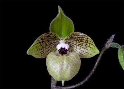 Paphiopedilum malipoense