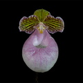 Paphiopedilum micranthum