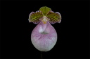 Paphiopedilum micranthum